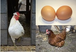 egg